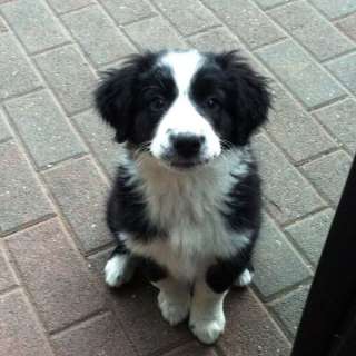 Australian Shepherd in Hessen   Laubach  Hunde & Zubehör   