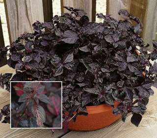 IRESINE Purple Lady ACCENT PLANT Annual SEED  