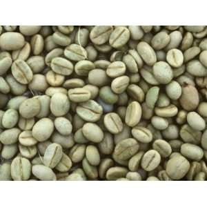  Dry Arabica Coffee Beans after Pulping and Drying, Kenya 