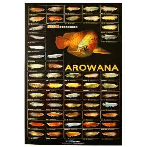  Azoo Aquarium Décor, Arowana Poster