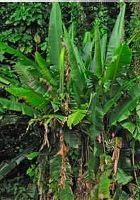 BANANA   Musa campestris v. limbangensis (dark) 5 seeds  