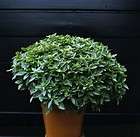 basil plant  