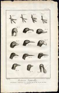   SYSTEM OF SUBDIVISION OF BIRDS BEAK FEET Martinet Diderot 1751  