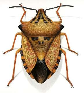 Durin Print SHIELD Stink BUG/Bugs INSECTS Nice Detail  