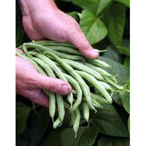   Bush Bean   10 LB. BULK SEED   15,000 Seeds Patio, Lawn & Garden