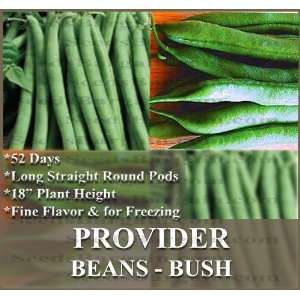  1 LB (1,600+) PROVIDER BUSH BEAN seeds Early variety that 
