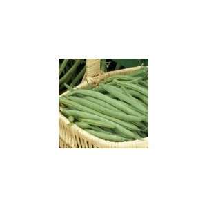  Organic Bean Provider Seeds Patio, Lawn & Garden