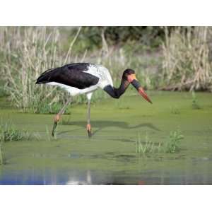  Saddle Billed Stork Bird Searching Food in a Pond 