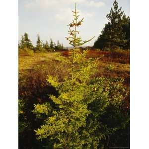 View of Red Spruce and Heath Barren and Blueberry Bushes Stretched 