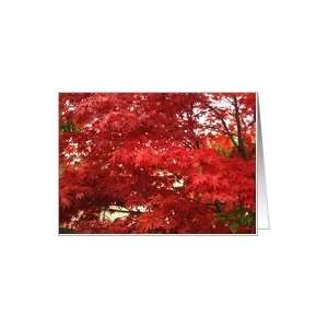 Bright Red Maple Leaves in Fall Card Health & Personal 