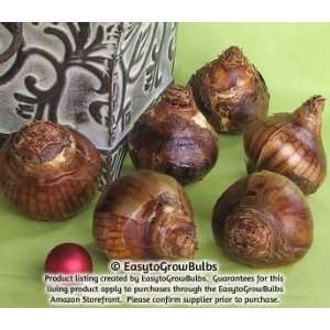   Ariel, 6   6 very large bulbs   17+ cm Patio, Lawn & Garden