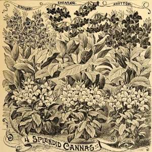  1892 Print Canna Lily Flower Nouttoni Ehemanni Flaccida 