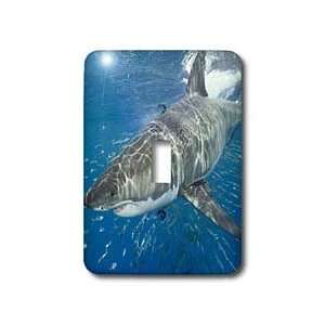VWPics Sharks   Great White Shark, Carcharodon carcharias, also known 