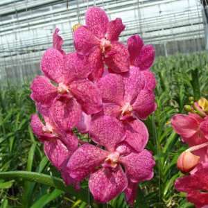 HV04 Orchid Plant Ascocenda Peggy Foo X Vanda Bitzs Heartthrob