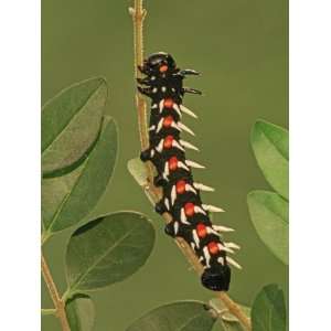  Common Emperor Moth Larva or Caterpillar (Bunaea Alcinoe 