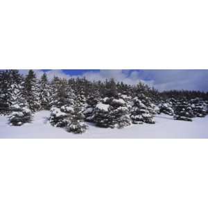  Trees on a Snow Covered Landscape, Sleeping Bear Dunes 
