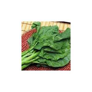  Green Leaf Gailan Chinese Kale Seeds