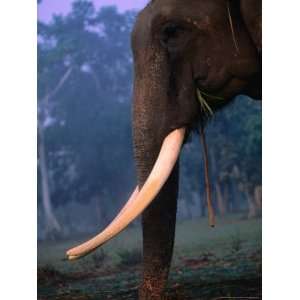 Large Tusker Male Elephant, Royal Chitwan National Park, Narayani 