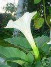 Datura Meteloides MOONFLOWER HARDY to Zone 5b Gorgeous  