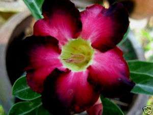 Adenium Obesum Desert Rose Bluebird1 Grafted Plant  