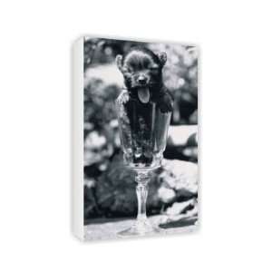  Cute Chihuahua puppy in a wine glass May   Canvas 