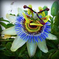 PASSIFLORA CAERULEA Blue Passionflower 25 easy seeds  