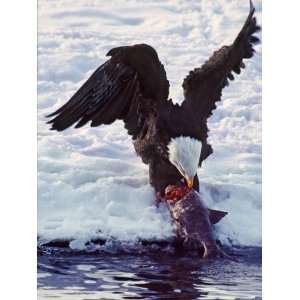  Bald Eagle Pulling a Salmon from the Chilkat River, Alaska 
