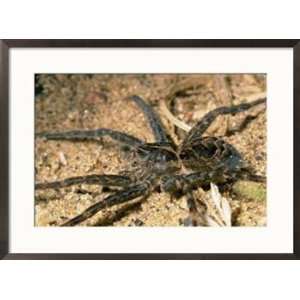  A close view of brownish gray fishing spider in the sand 
