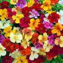 Mimulus Twinkle Mix Flower Seeds *Colorful Shade Plant*  