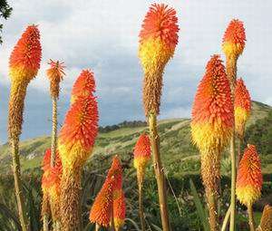 RED HOT POKER TORCH LILY      100 Flower Seeds + GIFT  