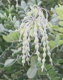 Silverbush or Necklace Pod (Sophora tomentosa)   Seed  