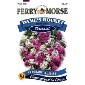  Ferry Morse Perennial Flower Seeds 1044 Dames Rocket 200 
