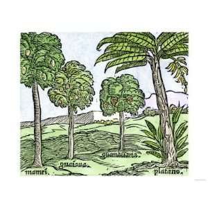 Bananas and Other Fruit Trees of Hispaniola, from a Sketch 