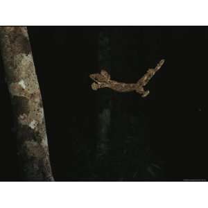  Kuhls Flying Gecko About to Land on a Tree National 