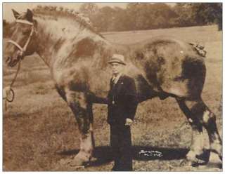 BROOKLYN SUPREME BELGIAN HORSE POSTCARD WORLDS LARGEST  