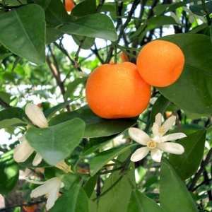  TANGERINE Citrus reticulata 50 seeds Patio, Lawn & Garden