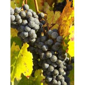 Red Grapes, Boyntons of Bright Vineyard, near Bright, Victoria 