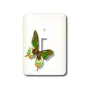  Patricia Sanders Creations   Green and Brown Butterfly Art 