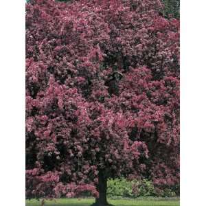  Crabapple Tree in a Garden (Malus Profusion) Photographic 