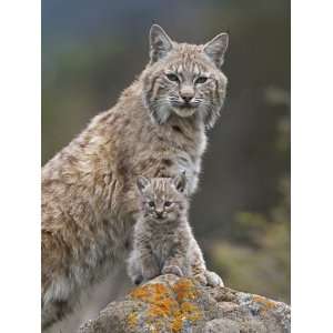 Bobcat (Lynx Rufus) Mother and Kitten, North America Photographic 