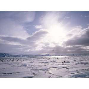  Dominican Gulls and Skuas on Pack Ice, Antarctica, Polar 