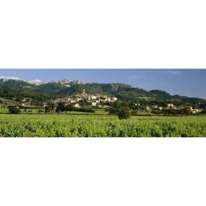  Vines in a Vineyard, Cotes du Rhone, Sablet, Vaucluse 