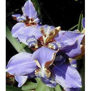  Blue Walking Iris Plant   Neomarica   Rare Houseplant 