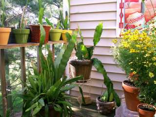   pot.Bloom color is Orange with Magenta.Photo 1 is taken from my deck