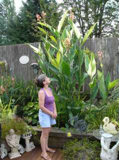 AMAZING STUTTGART CANNA BULB PLANTS CAN GROW 10 FEET TALL IN GARDEN OR 