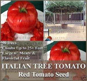 Tomato seeds   ITALIAN TREE TRIP L CROP   LG. GROWS 25  