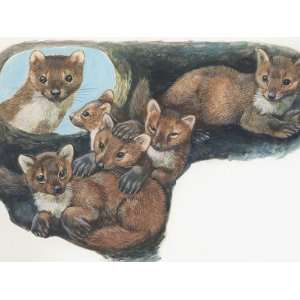  Group of Martens Sitting in the Den (Martes Faina 