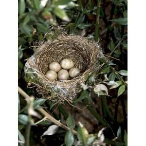 Blackcap Nest with Five Eggs, Hampshire, England, UK Premium Poster 