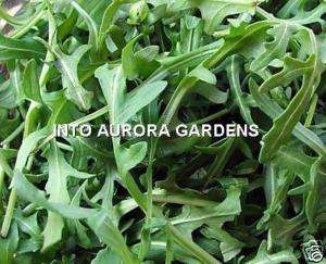 100 Italian Wild Arugula Seeds Organic Rucola Herb RARE  