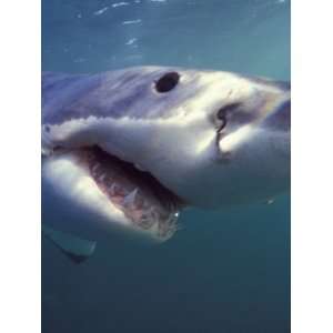  Underwater View of a Great White Shark, South Africa 